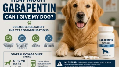 Golden retriever beside gabapentin medication with veterinary dosage and safety guidance